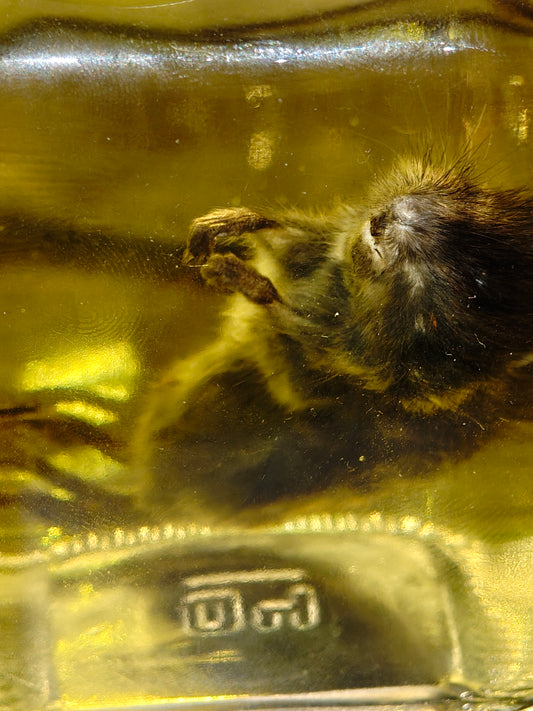 Preserved wild mouse
