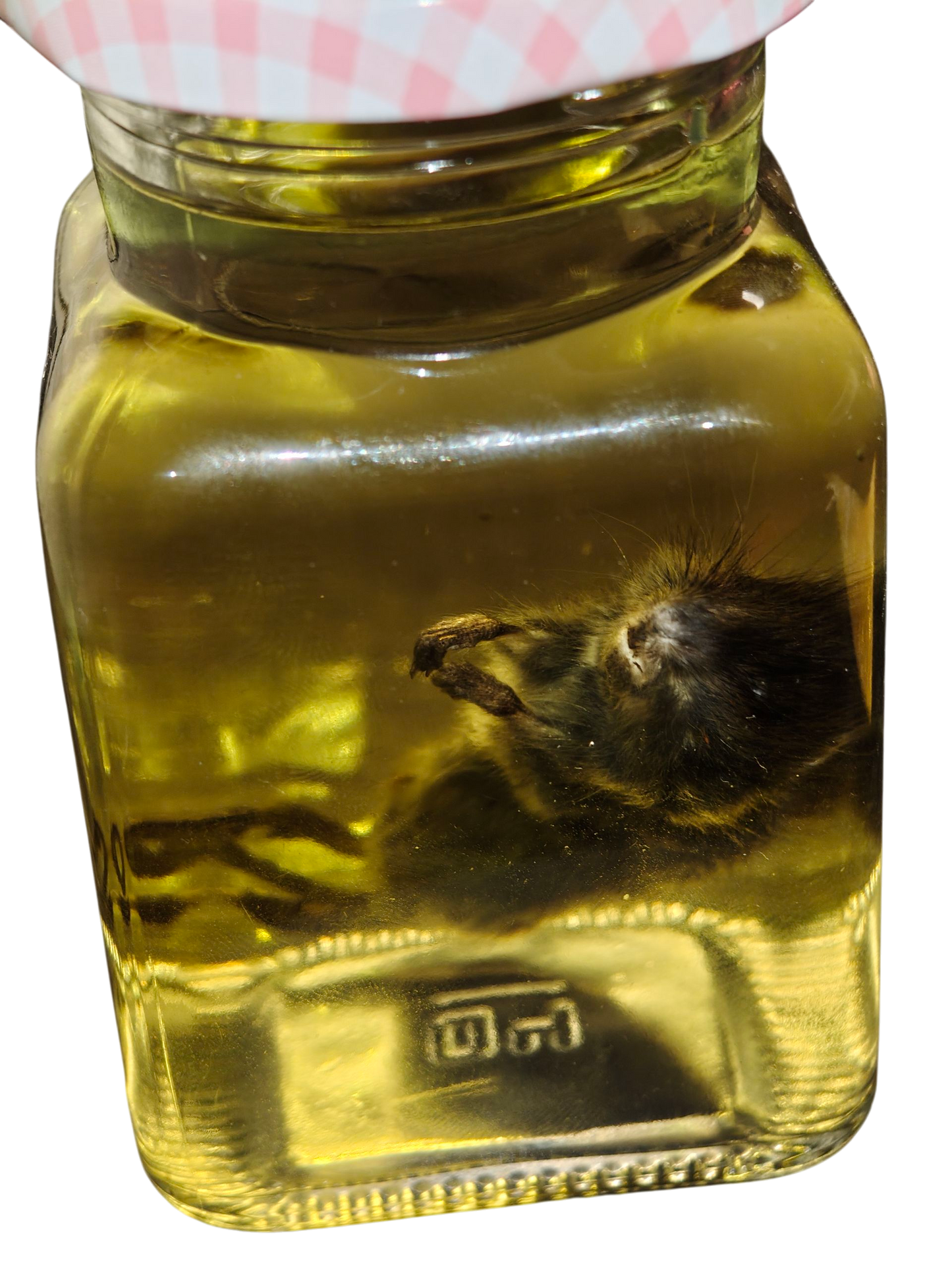 Preserved wild mouse