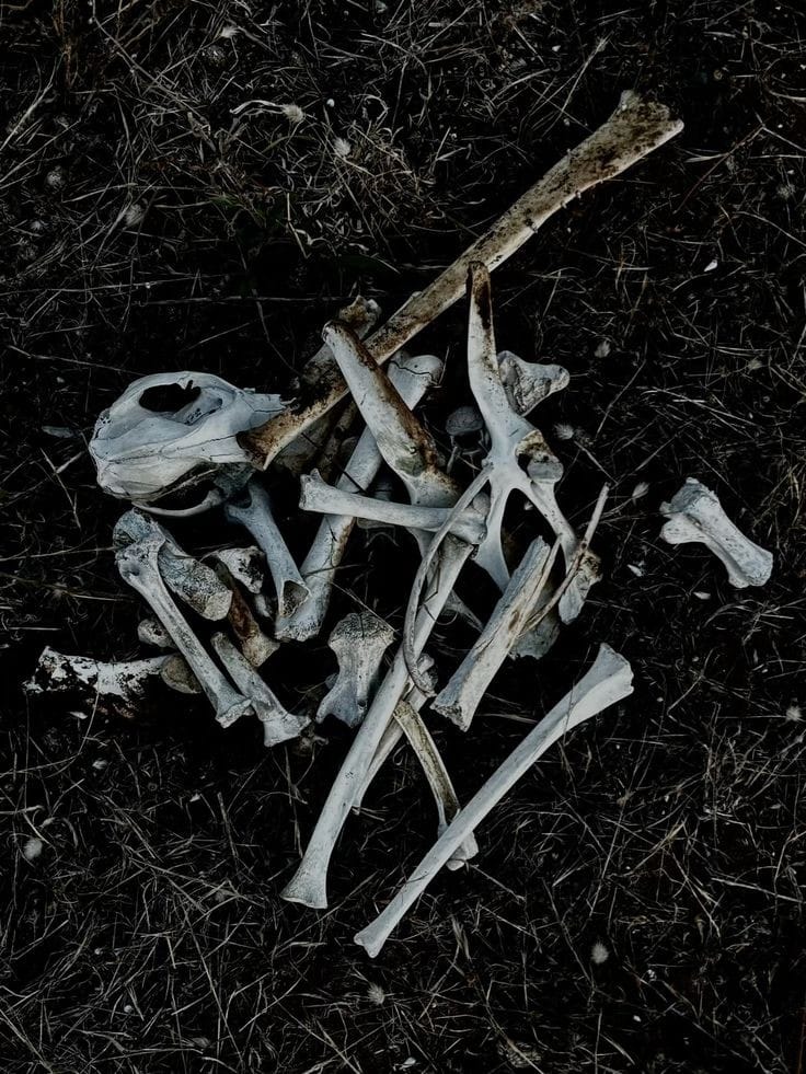 Bone Mystery Box