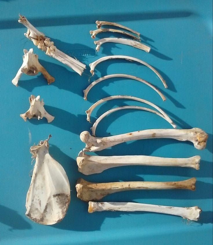 Bone Mystery Box