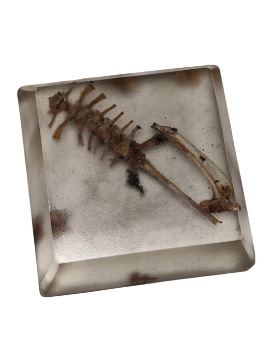 Frog bones in resin