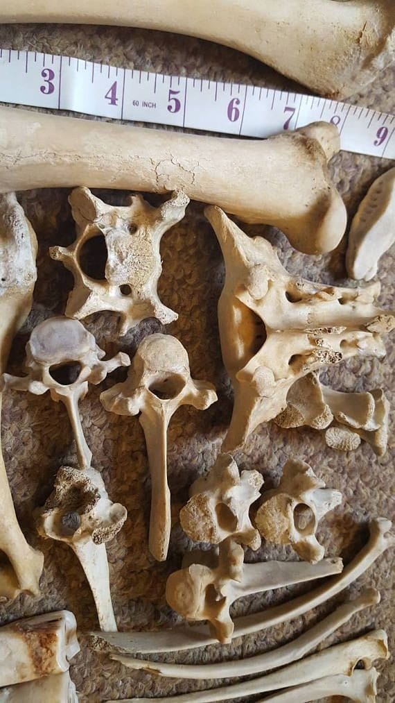 Bone Mystery Box